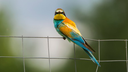 Gyurgyalag, méhészmadár, piripió (Merops apiaster) - fény játék